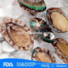 HL009 Gefrorene Abalone zum Verkauf